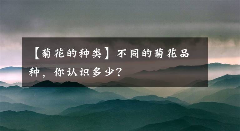 【菊花的种类】不同的菊花品种,你认识多少?