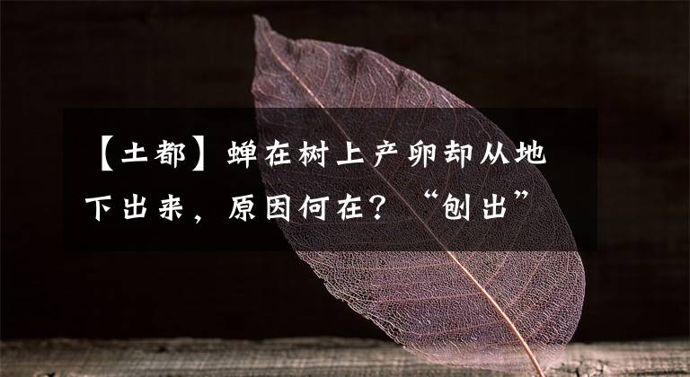 【土都】蝉在树上产卵却从地下出来，原因何在？“刨出”的土都去哪了？