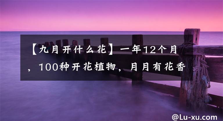 【九月开什么花】一年12个月,100种开花植物,月月有花香