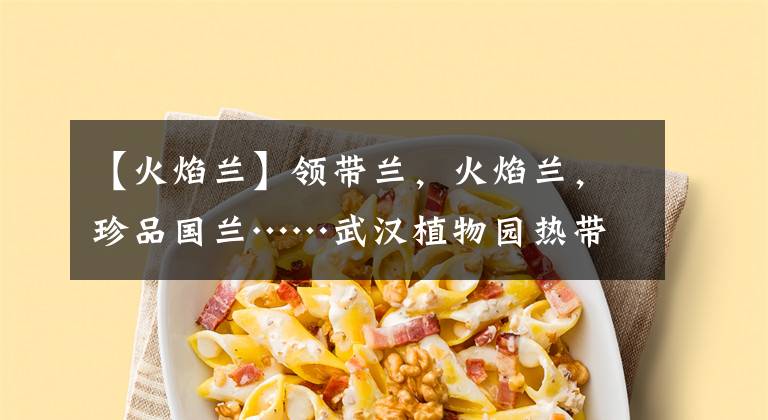 【火焰兰】领带兰,火焰兰,珍品国兰……武汉植物园热带兰花展开讲兰文化