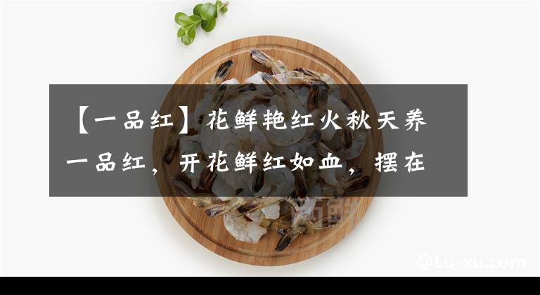 【一品红】花鲜艳红火秋天养一品红，开花鲜红如血，摆在家里红红火火