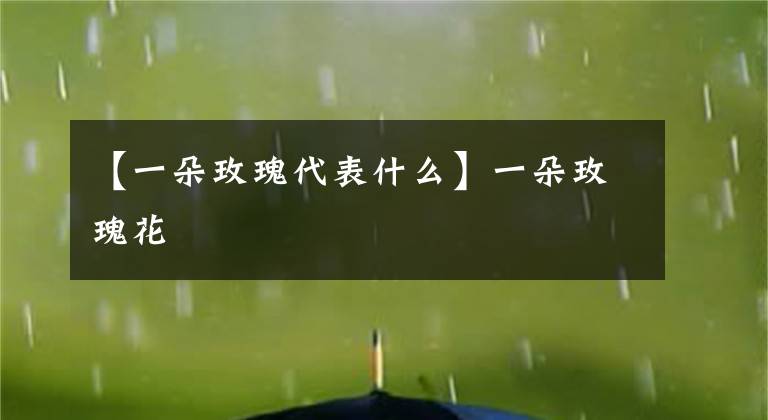 【一朵玫瑰代表什么】一朵玫瑰花