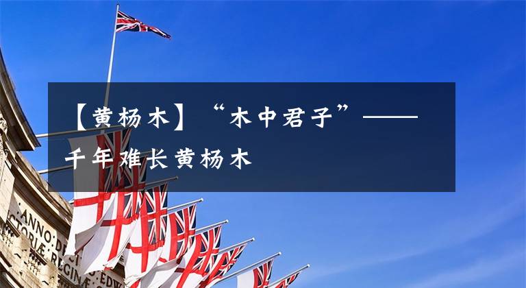 【黄杨木】“木中君子”——千年难长黄杨木
