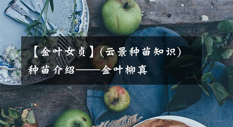 【金叶女贞】(云景种苗知识)种苗介绍——金叶柳真