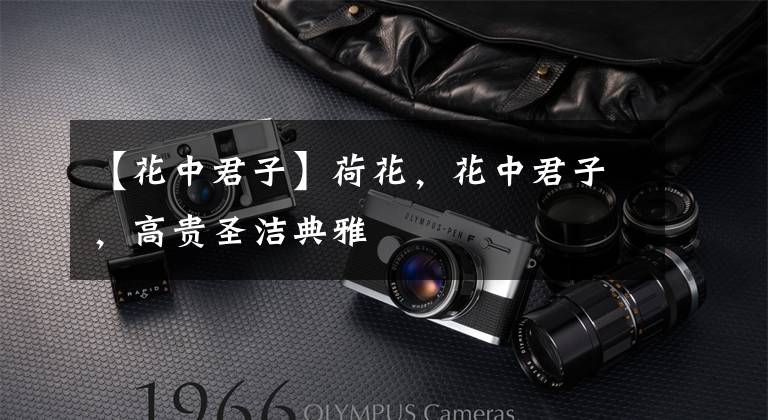 【花中君子】荷花,花中君子,高贵圣洁典雅