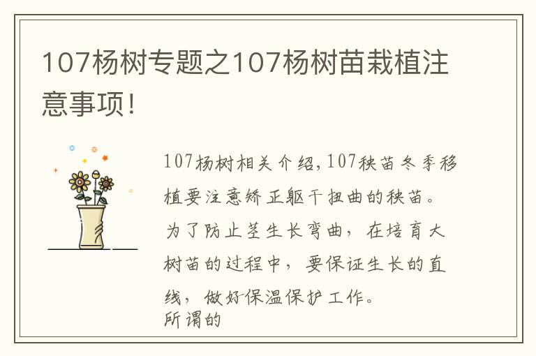 107杨树专题之107杨树苗栽植注意事项!