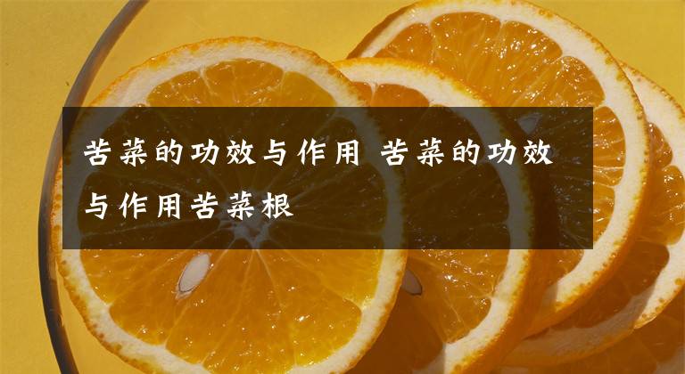 苦菜的功效与作用 苦菜的功效与作用苦菜根