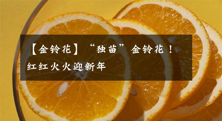 【金铃花】“独苗”金铃花!红红火火迎新年