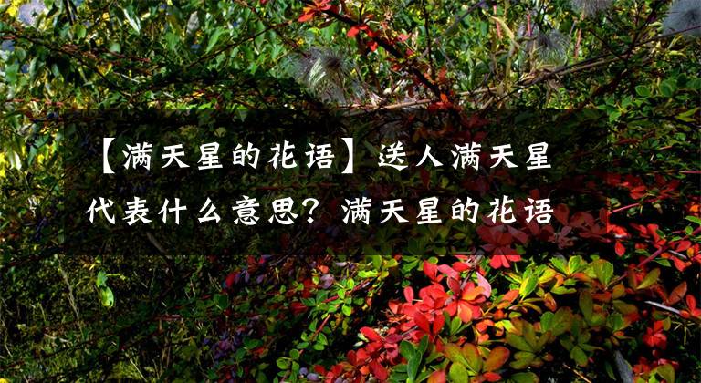 【满天星的花语】送人满天星代表什么意思?满天星的花语是什么?