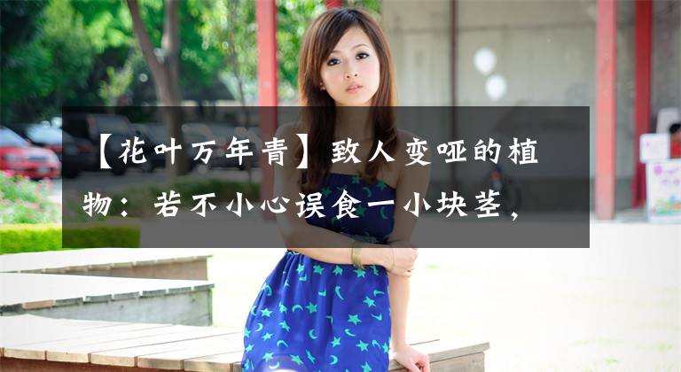 【花叶万年青】致人变哑的植物：若不小心误食一小块茎，会口喉刺痛说不出话来
