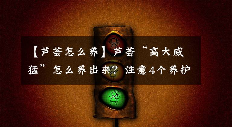 【芦荟怎么养】芦荟“高大威猛”怎么养出来？注意4个养护技巧，长得高开幸运花