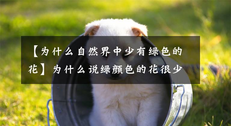 【为什么自然界中少有绿色的花】为什么说绿颜色的花很少？你知道吗，黑颜色的花才是真少