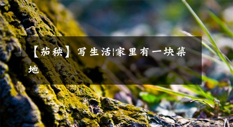 【茄秧】写生活|家里有一块菜地