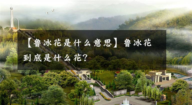 【鲁冰花是什么意思】鲁冰花到底是什么花?