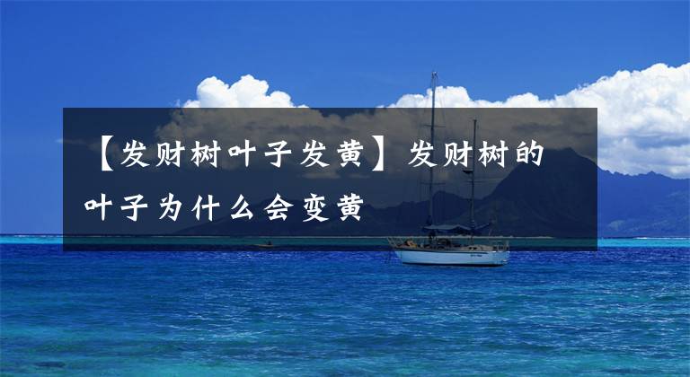 【发财树叶子发黄】发财树的叶子为什么会变黄