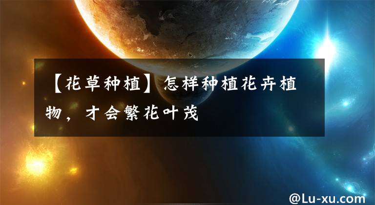 【花草种植】怎样种植花卉植物,才会繁花叶茂