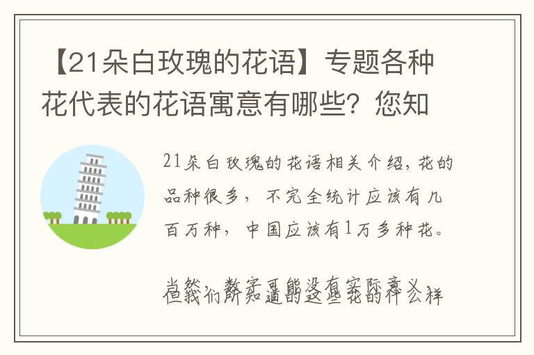 【21朵白玫瑰的花语】专题各种花代表的花语寓意有哪些?您知道多少呢