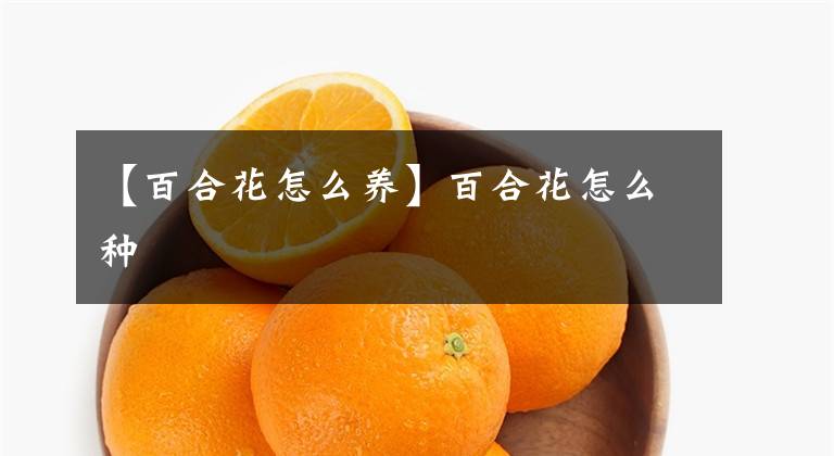 【百合花怎么养】百合花怎么种