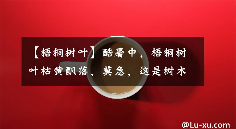 【梧桐树叶】酷暑中,梧桐树叶枯黄飘落,莫急,这是树木防“中暑”自除余叶 | 晨镜头