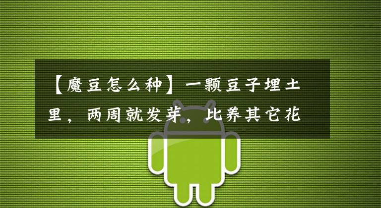 【魔豆怎么种】一颗豆子埋土里，两周就发芽，比养其它花省心多了