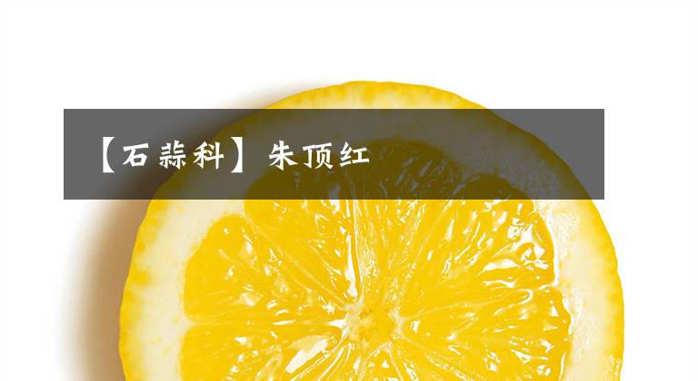 【石蒜科】朱顶红