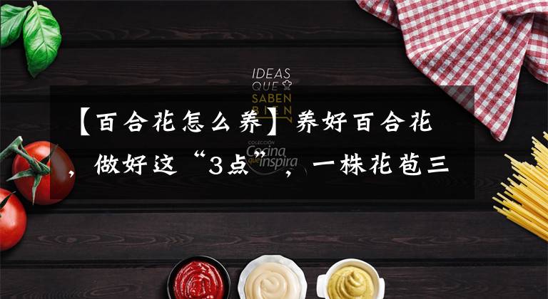 【百合花怎么养】养好百合花,做好这“3点”,一株花苞三十个,开花惊艳又芳香