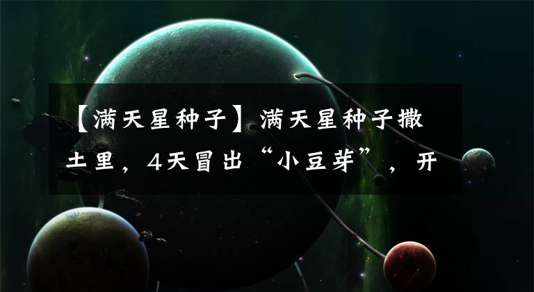 【满天星种子】满天星种子撒土里，4天冒出“小豆芽”，开花满盆都是“星星”