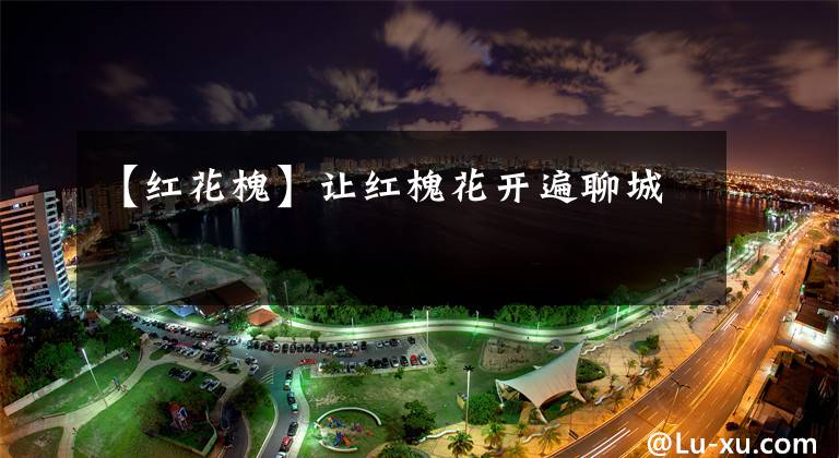 【红花槐】让红槐花开遍聊城