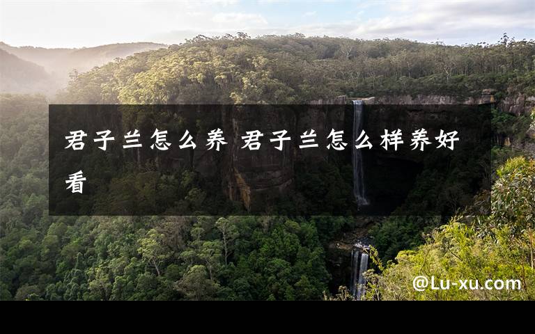 君子兰怎么养 君子兰怎么样养好看