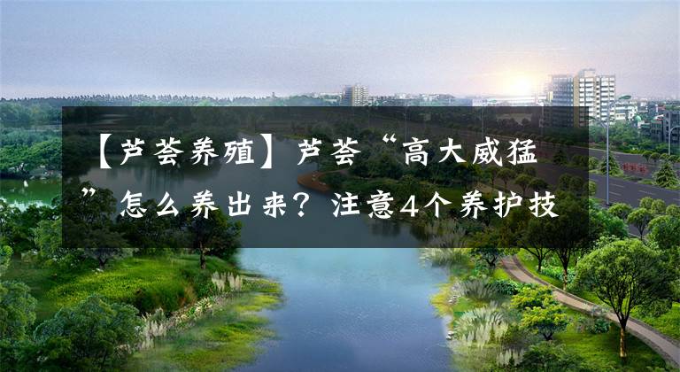 【芦荟养殖】芦荟“高大威猛”怎么养出来?注意4个养护技巧,长得高开幸运花