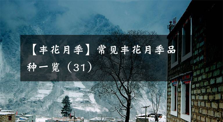 【丰花月季】常见丰花月季品种一览(31)