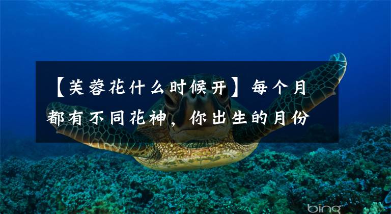 【芙蓉花什么时候开】每个月都有不同花神,你出生的月份是什么花?