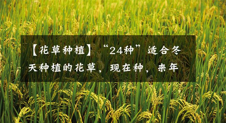 【花草种植】“24种”适合冬天种植的花草,现在种,来年春天花开满园