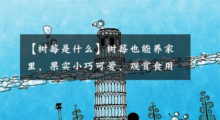 【树莓是什么】树莓也能养家里,果实小巧可爱,观赏食用作用颇多!