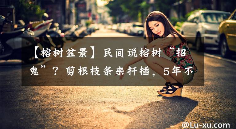 【榕树盆景】民间说榕树“招鬼”？剪根枝条来扦插，5年不到成老桩盆景，值得