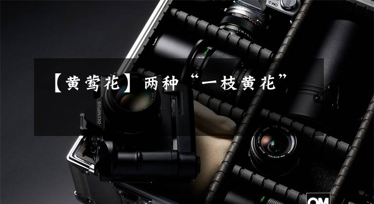 【黄莺花】两种“一枝黄花”