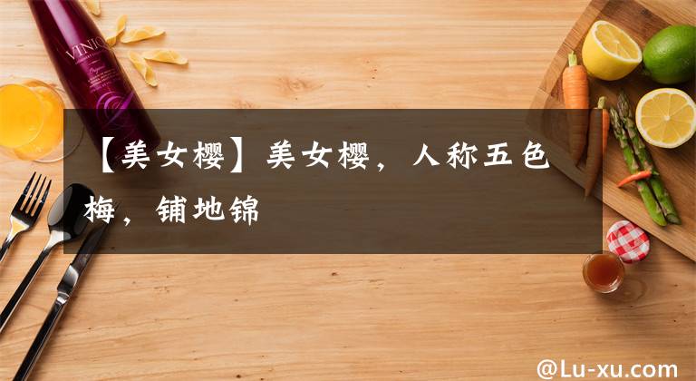 【美女樱】美女樱,人称五色梅,铺地锦