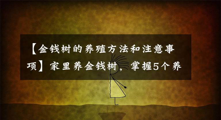 【金钱树的养殖方法和注意事项】家里养金钱树，掌握5个养护“小技巧”，植株长得枝繁叶茂