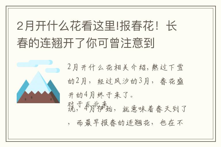 2月开什么花看这里!报春花!长春的连翘开了你可曾注意到