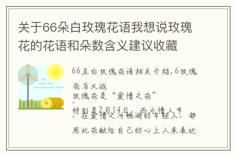 关于66朵白玫瑰花语我想说玫瑰花的花语和朵数含义建议收藏