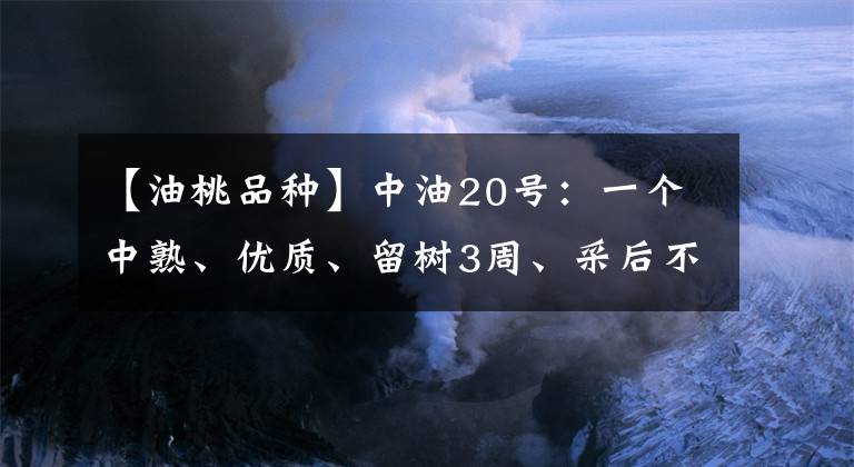 【油桃品种】中油20号:一个中熟、优质、留树3周、采后不变软的白肉油桃品种