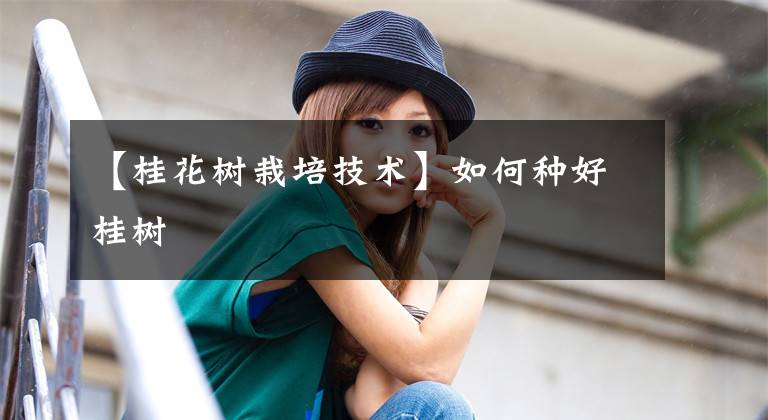 【桂花树栽培技术】如何种好桂树