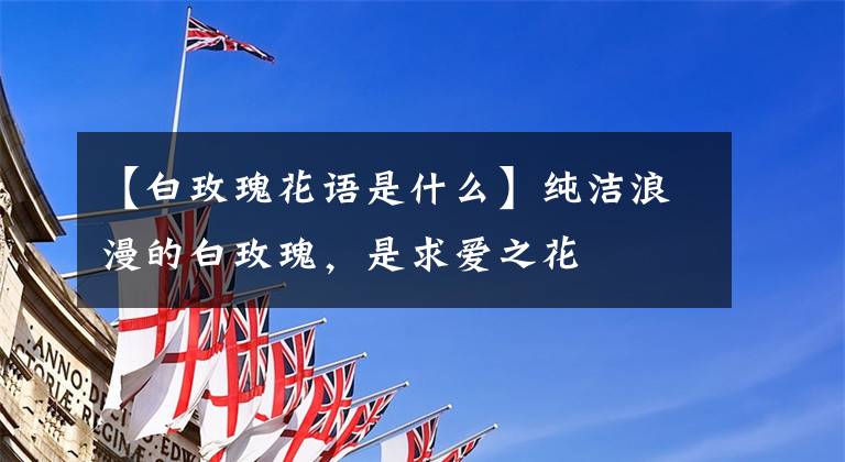 【白玫瑰花语是什么】纯洁浪漫的白玫瑰，是求爱之花❤️❤️❤️