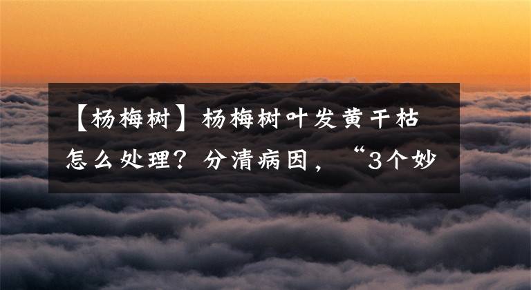 【杨梅树】杨梅树叶发黄干枯怎么处理？分清病因，“3个妙招”瞬即解决