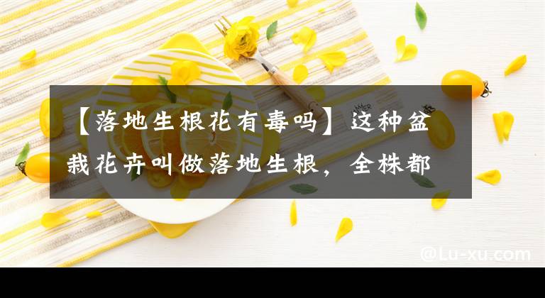 【落地生根花有毒吗】这种盆栽花卉叫做落地生根,全株都可入药!阳台绿化种植的首选!