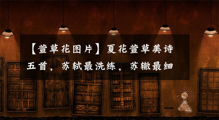 【萱草花图片】夏花萱草美诗五首,苏轼最洗练,苏辙最细腻生动,王冕的最动人