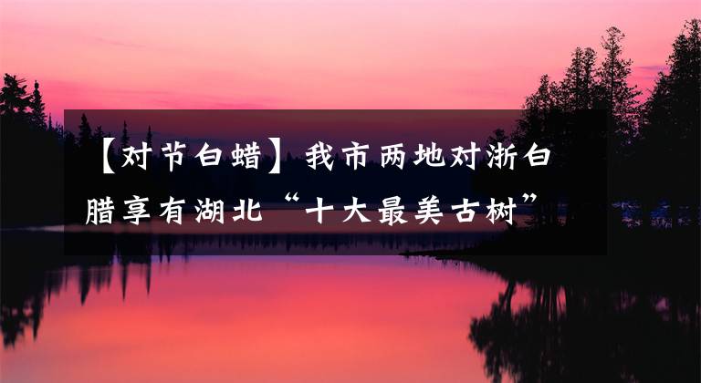 【对节白蜡】我市两地对浙白腊享有湖北“十大最美古树”“五大树王”的美誉