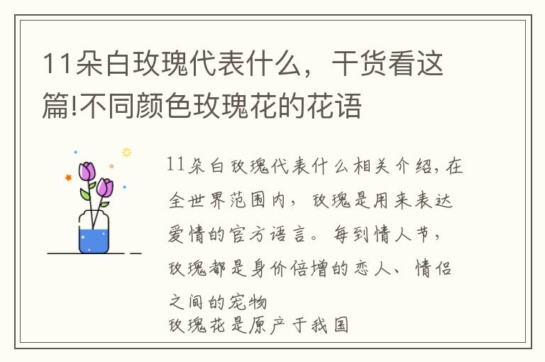 11朵白玫瑰代表什么,干货看这篇!不同颜色玫瑰花的花语