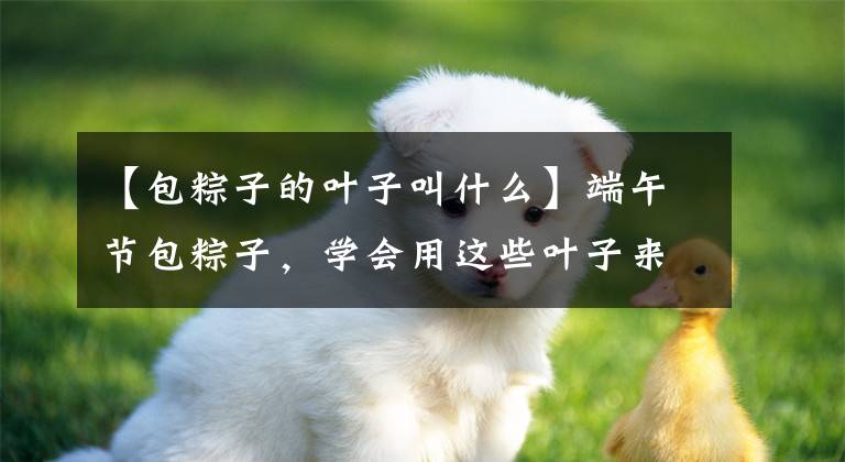 【包粽子的叶子叫什么】端午节包粽子,学会用这些叶子来包,又香又好吃!