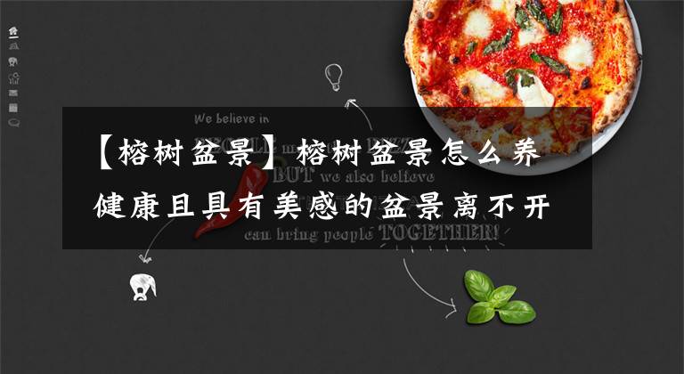 【榕树盆景】榕树盆景怎么养 健康且具有美感的盆景离不开正确的管理